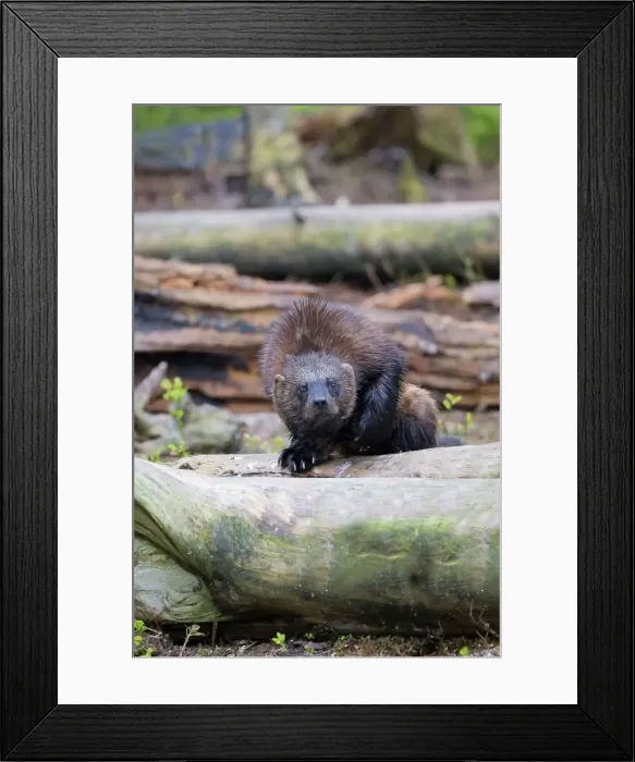 Framed Print : Picture No. 11050910 Framed Print : Picture No. 11050910
