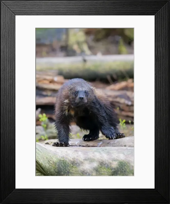 Framed Print : Picture No. 11050911 Framed Print : Picture No. 11050911