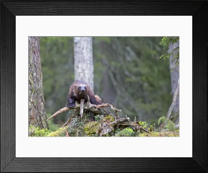 Framed Print : Picture No. 11050912 Framed Print : Picture No. 11050912