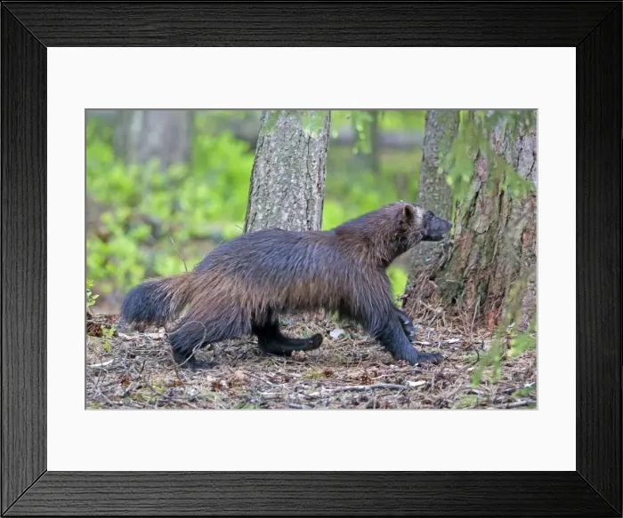 Framed Print : Picture No. 11050913 Framed Print : Picture No. 11050913