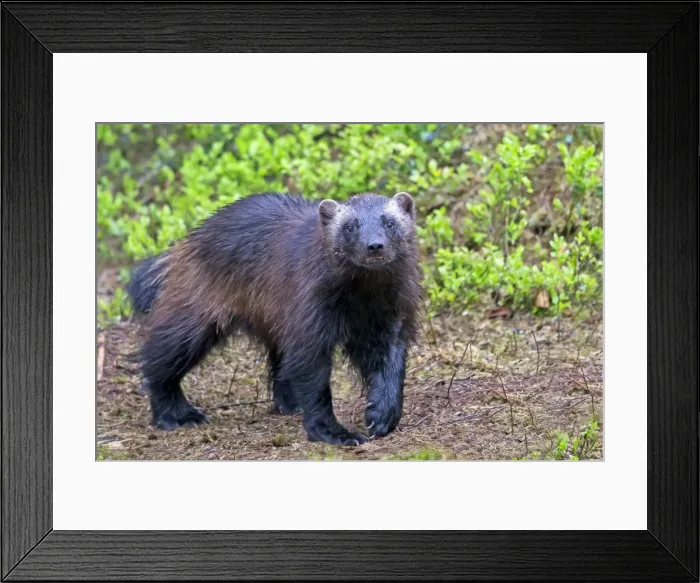 Framed Print : Picture No. 11050914 Framed Print : Picture No. 11050914