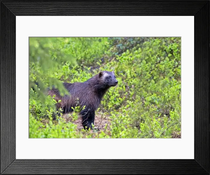 Framed Print : Picture No. 11050915 Framed Print : Picture No. 11050915