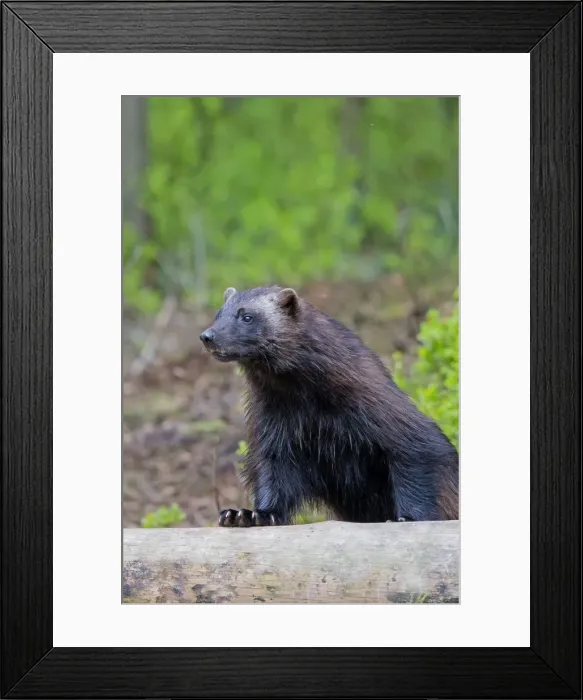 Framed Print : Picture No. 11050916 Framed Print : Picture No. 11050916