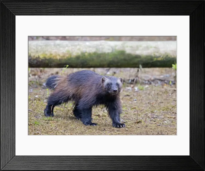 Framed Print : Picture No. 11050917 Framed Print : Picture No. 11050917