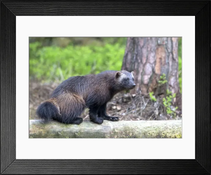 Framed Print : Picture No. 11050918 Framed Print : Picture No. 11050918