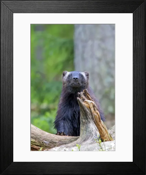 Framed Print : Picture No. 11050919 Framed Print : Picture No. 11050919