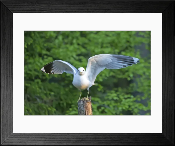 Framed Print : Picture No. 11050920 Framed Print : Picture No. 11050920
