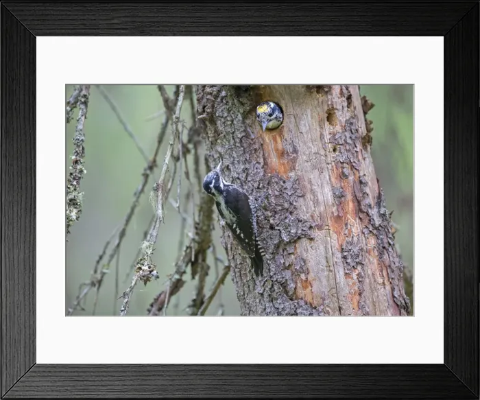Framed Print : Picture No. 11050921 Framed Print : Picture No. 11050921