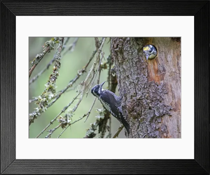 Framed Print : Picture No. 11050922 Framed Print : Picture No. 11050922