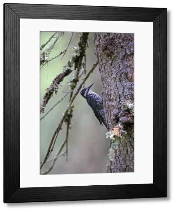Framed Print : Picture No. 11050923 Framed Print : Picture No. 11050923