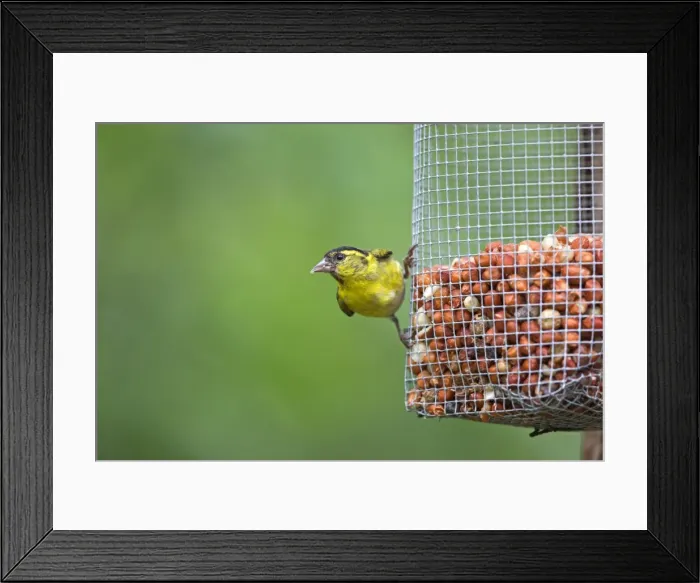 Framed Print : Picture No. 11050924 Framed Print : Picture No. 11050924