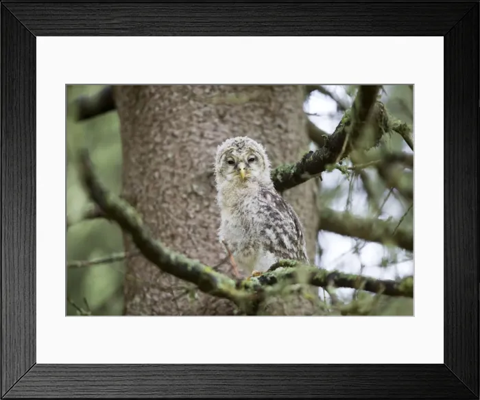 Framed Print : Picture No. 11050925 Framed Print : Picture No. 11050925