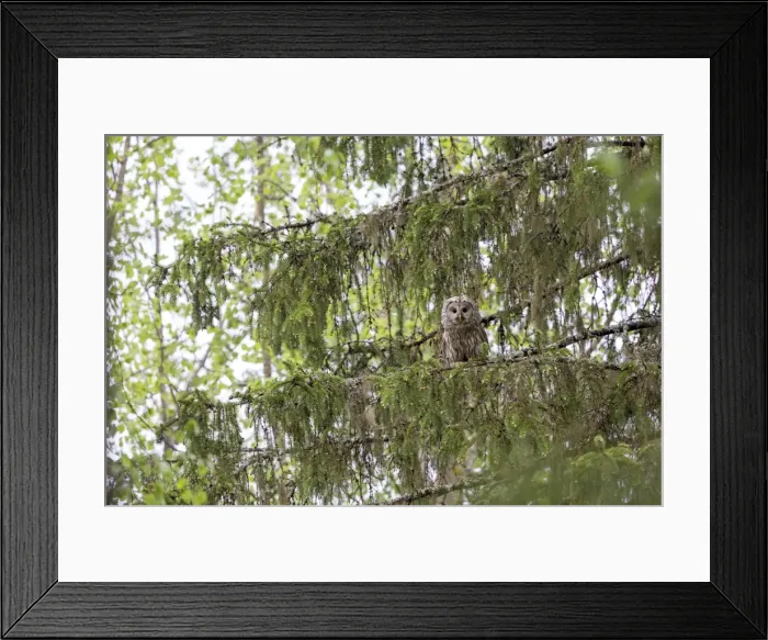 Framed Print : Picture No. 11050926 Framed Print : Picture No. 11050926