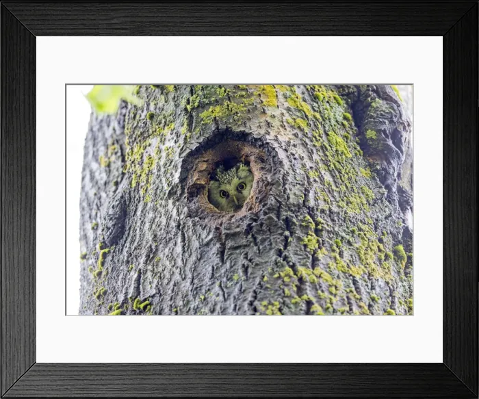 Framed Print : Picture No. 11050927 Framed Print : Picture No. 11050927