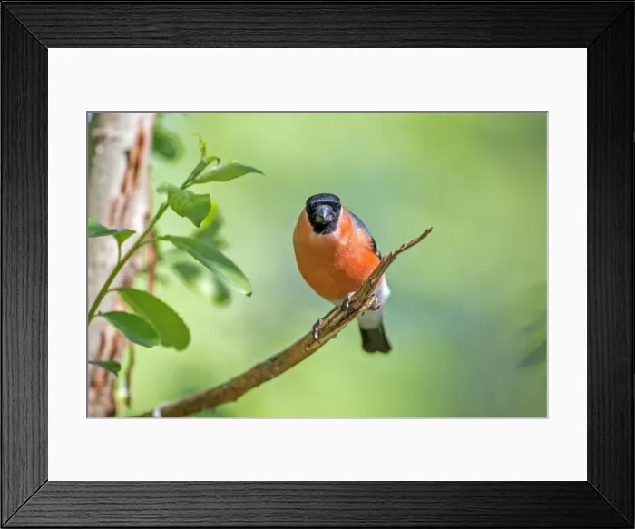 Framed Print : Picture No. 11050929 Framed Print : Picture No. 11050929