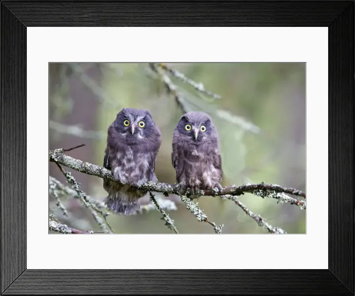 Framed Print : Picture No. 11050928 Framed Print : Picture No. 11050928