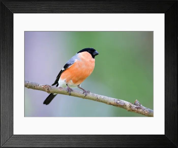 Framed Print : Picture No. 11050930 Framed Print : Picture No. 11050930