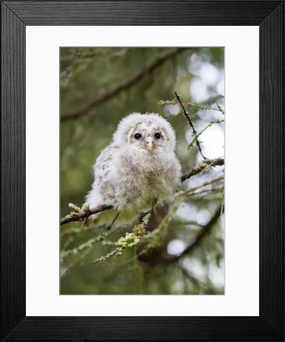 Framed Print : Picture No. 11050931 Framed Print : Picture No. 11050931