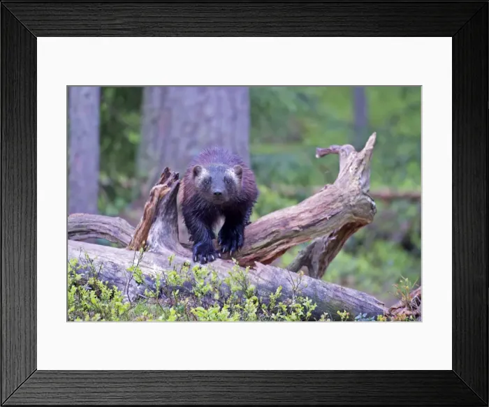 Framed Print : Picture No. 11050933 Framed Print : Picture No. 11050933