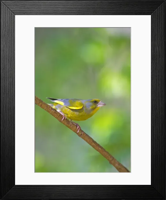 Framed Print : Picture No. 11050934 Framed Print : Picture No. 11050934