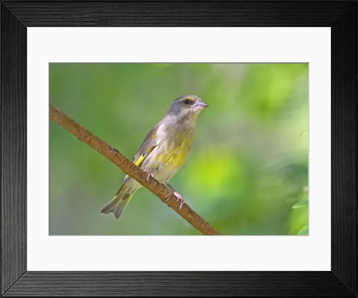 Framed Print : Picture No. 11050935 Framed Print : Picture No. 11050935