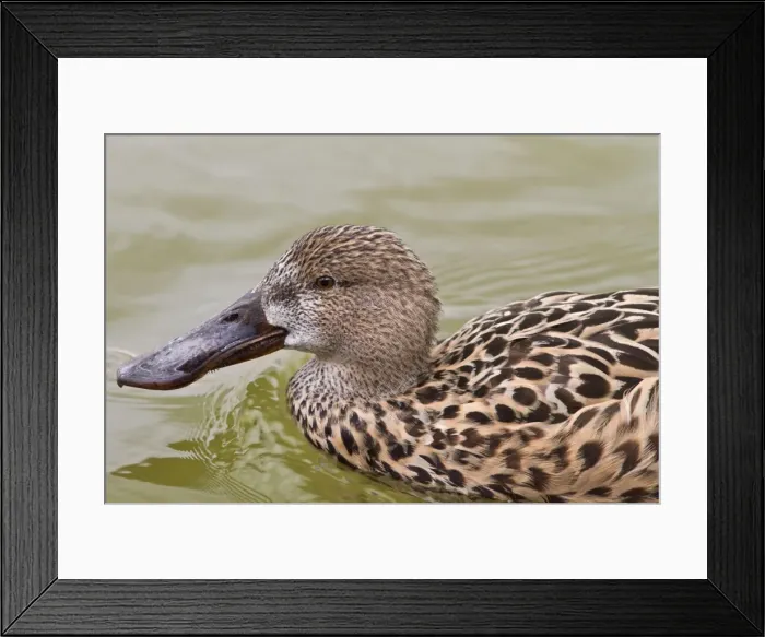 Framed Print : Picture No. 11051012 Framed Print : Picture No. 11051012