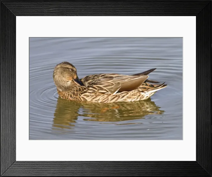 Framed Print : Picture No. 11051013 Framed Print : Picture No. 11051013