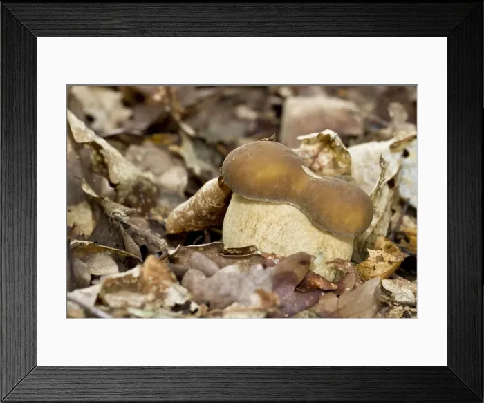Framed Print : Picture No. 11051014 Framed Print : Picture No. 11051014