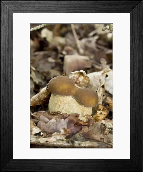 Framed Print : Picture No. 11051015 Framed Print : Picture No. 11051015
