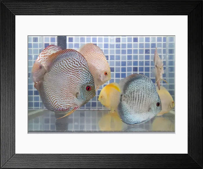 Framed Print : Picture No. 11051016 Framed Print : Picture No. 11051016