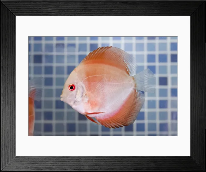 Framed Print : Picture No. 11051018 Framed Print : Picture No. 11051018