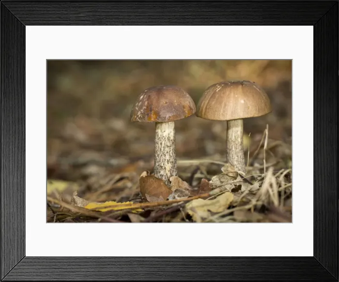 Framed Print : Picture No. 11051021 Framed Print : Picture No. 11051021