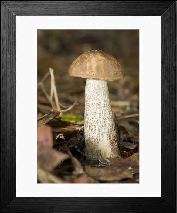 Framed Print : Picture No. 11051022 Framed Print : Picture No. 11051022