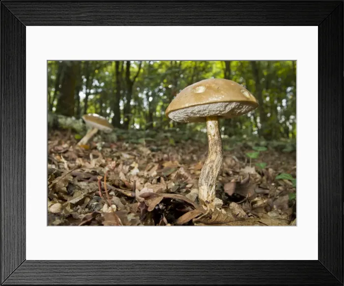 Framed Print : Picture No. 11051023 Framed Print : Picture No. 11051023