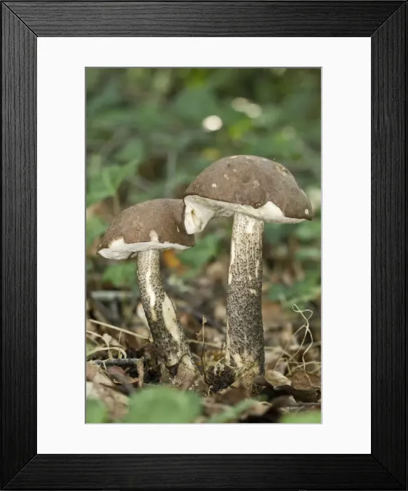 Framed Print : Picture No. 11051024 Framed Print : Picture No. 11051024