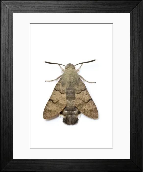 Framed Print : Picture No. 11051025