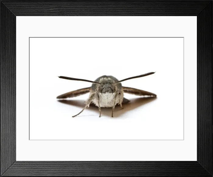 Framed Print : Picture No. 11051026 Framed Print : Picture No. 11051026
