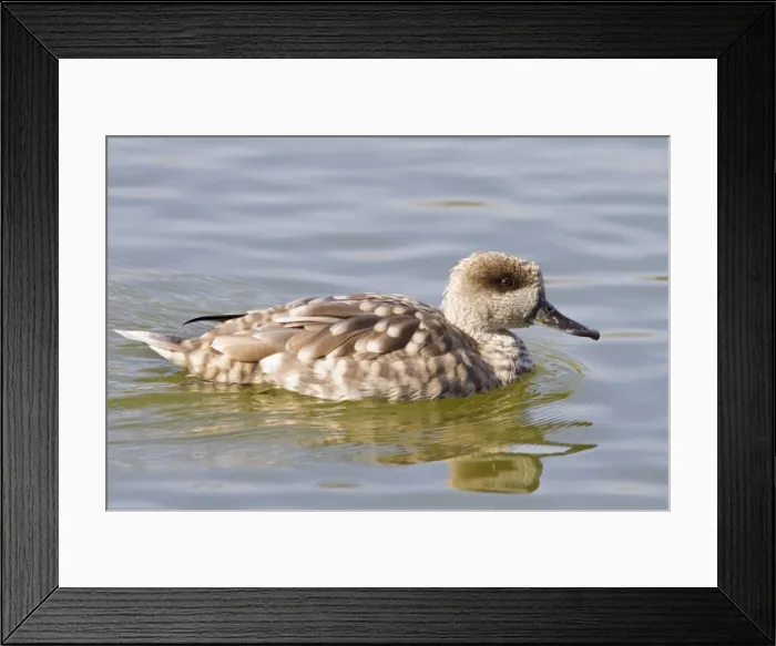 Framed Print : Picture No. 11051027 Framed Print : Picture No. 11051027