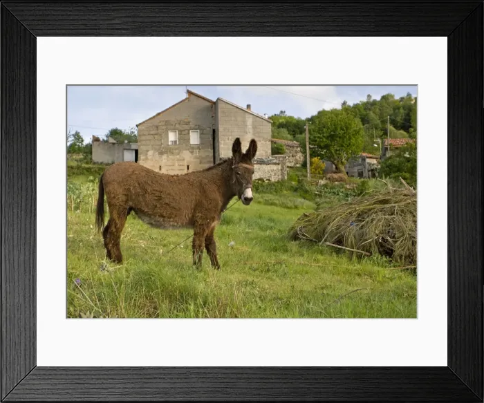 Framed Print : Picture No. 11051032 Framed Print : Picture No. 11051032