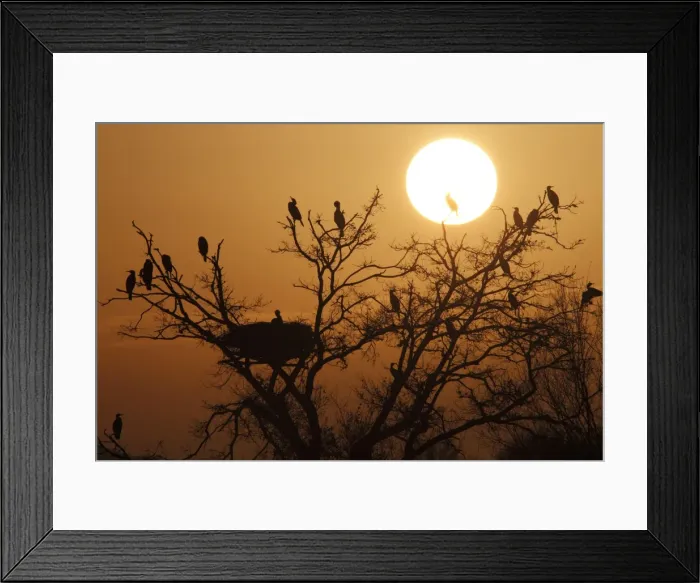 Framed Print : Picture No. 11051033 Framed Print : Picture No. 11051033