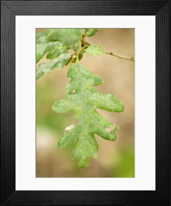 Framed Print : Picture No. 11051034 Framed Print : Picture No. 11051034