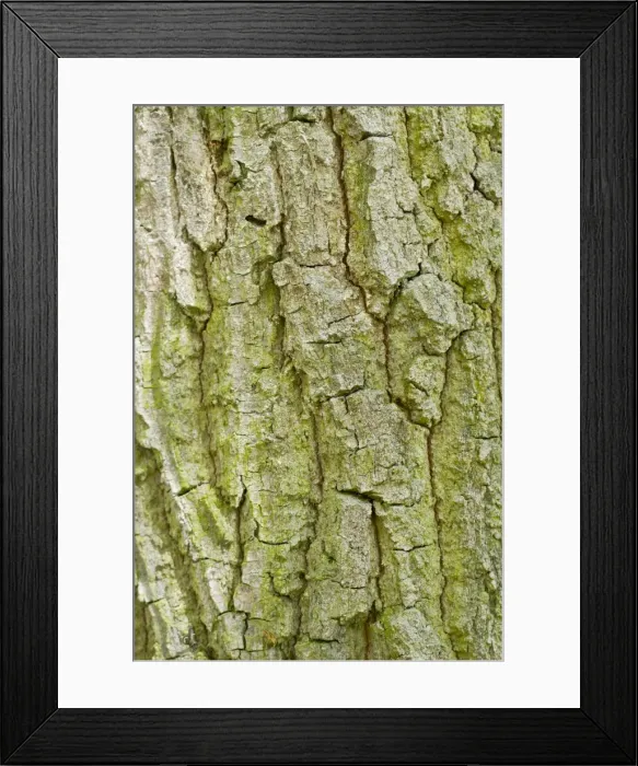 Framed Print : Picture No. 11051035 Framed Print : Picture No. 11051035