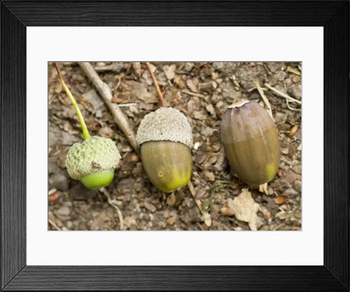 Framed Print : Picture No. 11051037 Framed Print : Picture No. 11051037