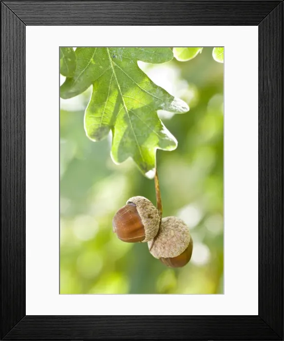 Framed Print : Picture No. 11051038 Framed Print : Picture No. 11051038