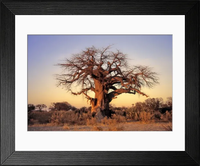 Framed Print : Picture No. 11051040 Framed Print : Picture No. 11051040
