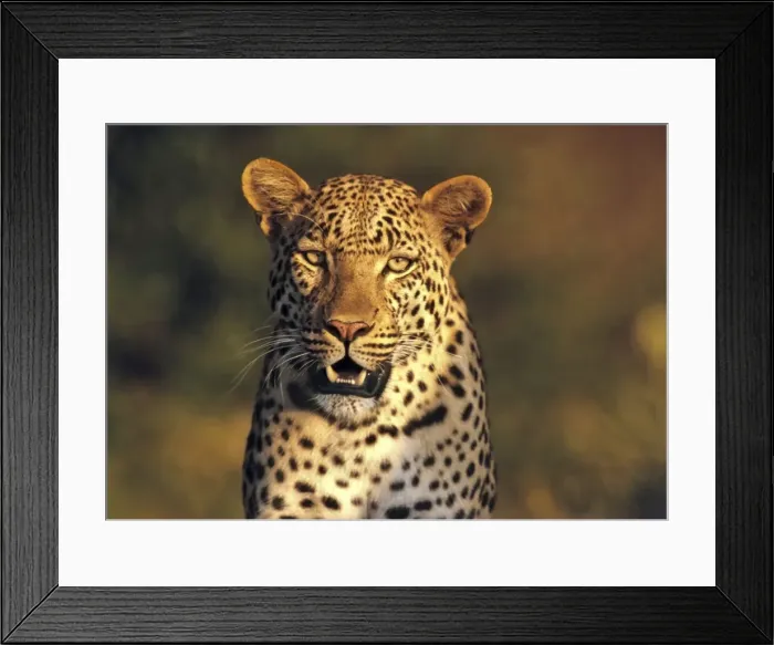 Framed Print : Picture No. 11051042 Framed Print : Picture No. 11051042