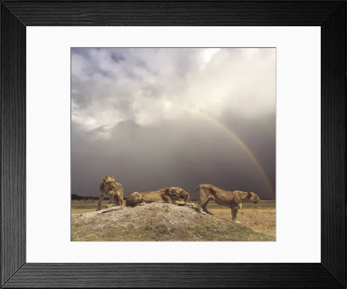 Framed Print : Picture No. 11051043 Framed Print : Picture No. 11051043
