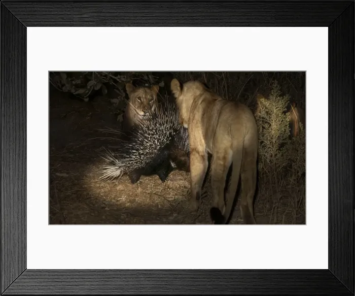 Framed Print : Picture No. 11051045 Framed Print : Picture No. 11051045