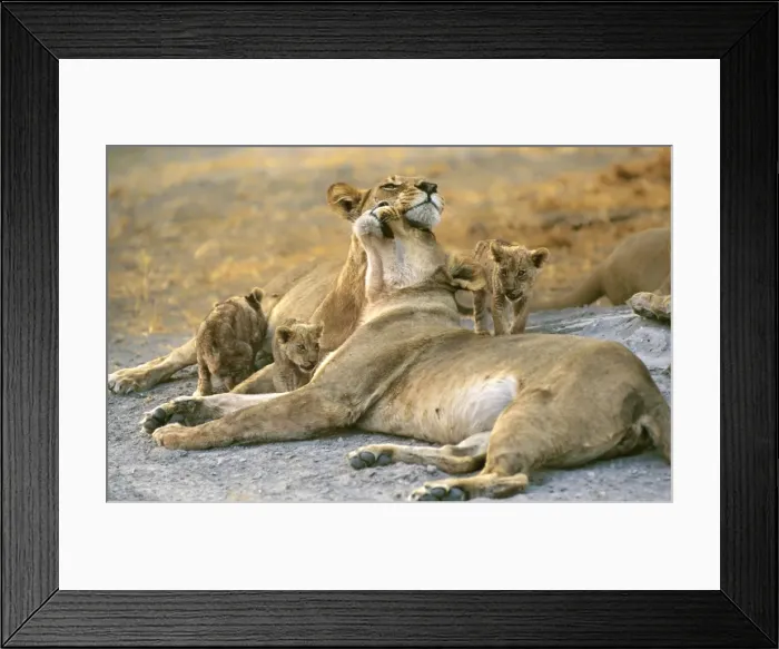 Framed Print : Picture No. 11051048 Framed Print : Picture No. 11051048