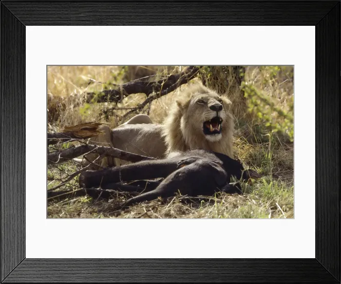 Framed Print : Picture No. 11051049 Framed Print : Picture No. 11051049